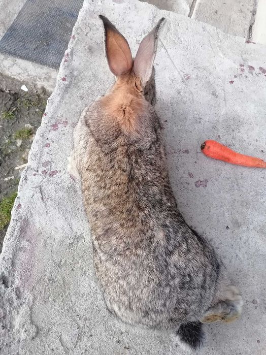 Vând iepuri de rasă Uriaș Gri German