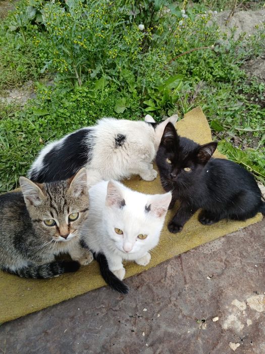 Отдам котят и кошку