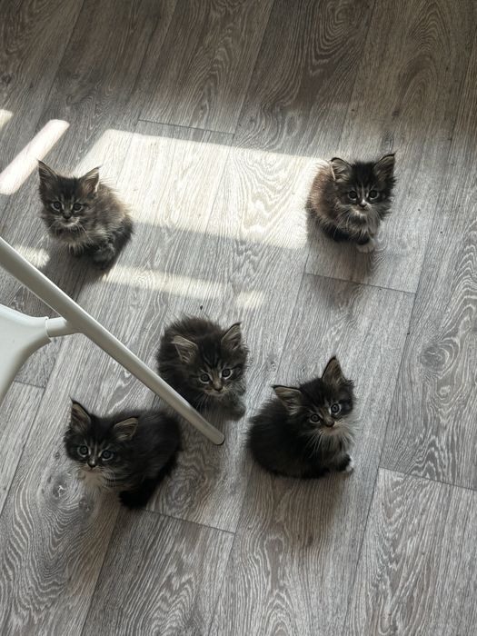 Мейн-кун котята продажа