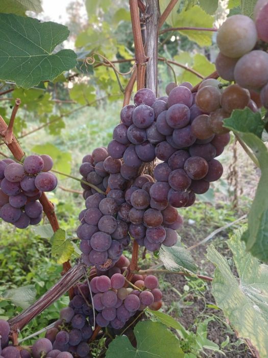 Дача, р-н Телецентр, с/о Кристалл