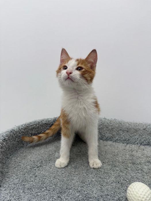 Котенок мальчик 4мес.