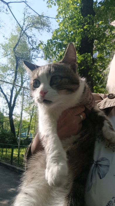 Кошечка в добрые руки
