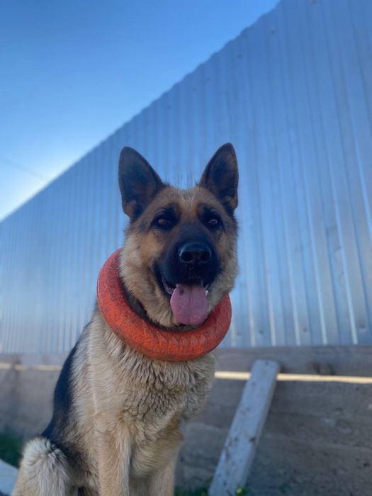 Продается Немецкая овчарка Актобе