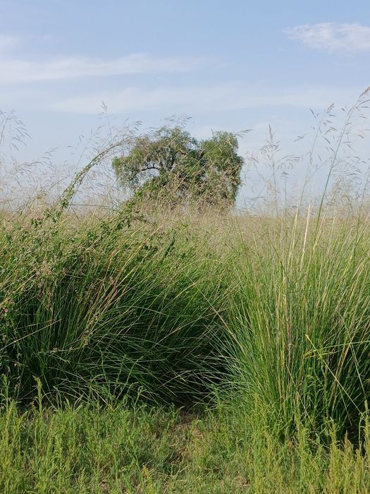 ФАЗЕНДА сатылады