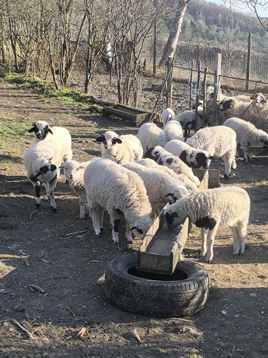 Mielute și berbecuți disponibili