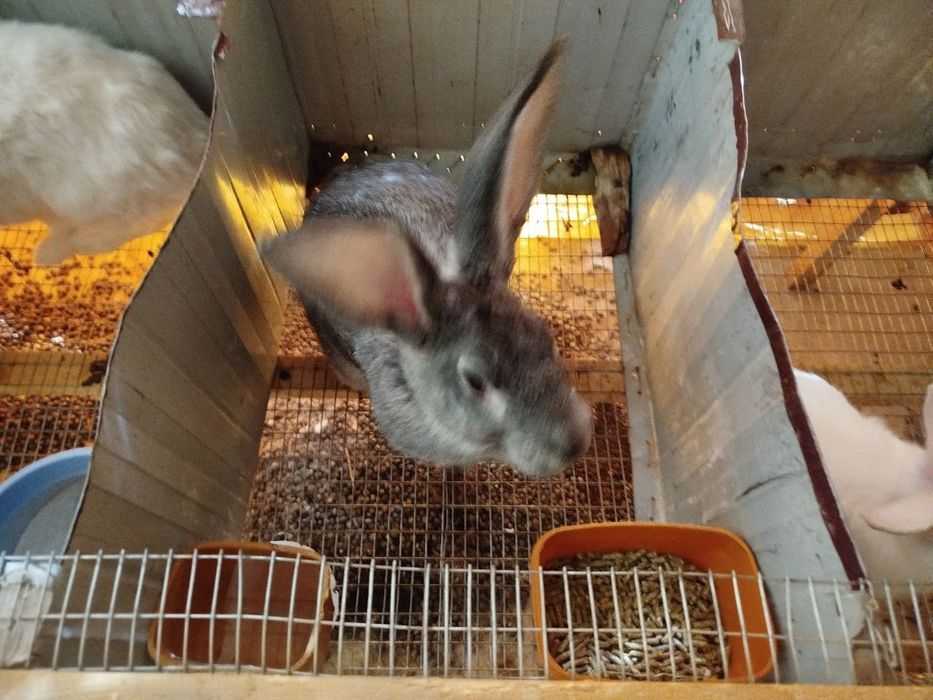 Кролики породисты Куёнлар сотилади