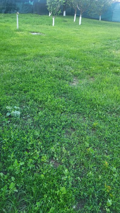 Teren intravilan 550m2 Aroneanu