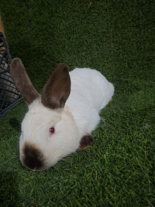 Kaliforniya ishlashga tayyor