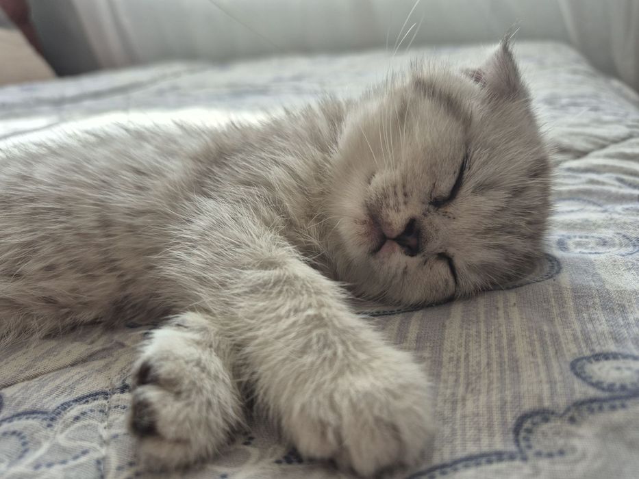 Породата е таби от двама британци !