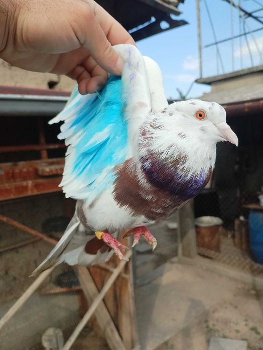 Гълъби Пазарджишки високолетачи Ловени чужди,