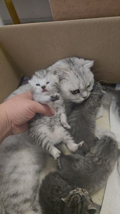 Серебристый табби шиншилла девичка и мальчик