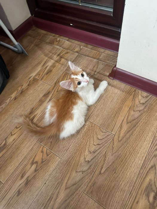 Отдам котёнка в надежные руки