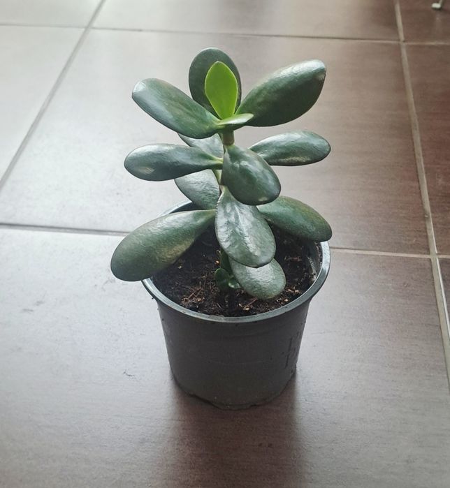 Червена детелина /(Oxalis triangularis)/ и дървото на живота в саксия