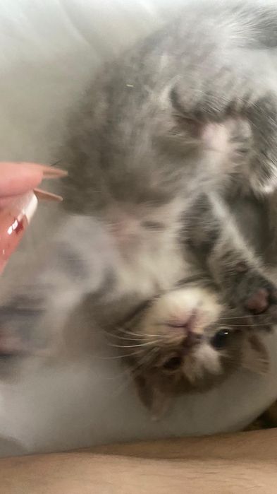 Шотландские котята продаются