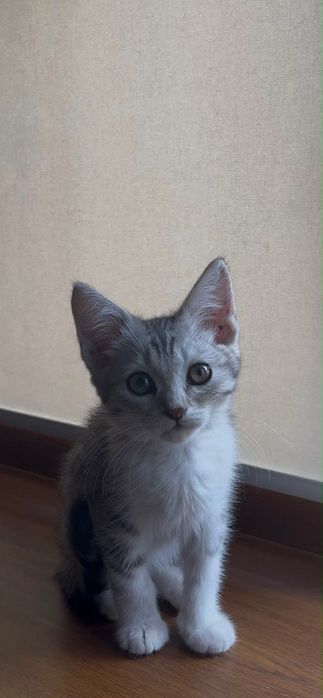 Кошка шотландская