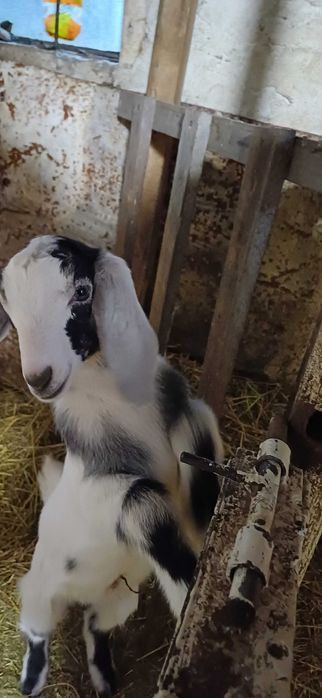 Продаётся козлёнок с хорошими кровями