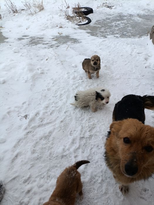 Срочно отдадим щенят