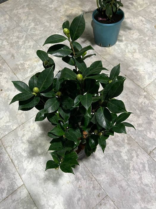 Камелия японская