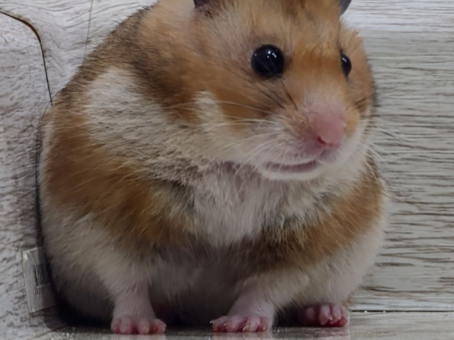 Сириский хомяк девочка