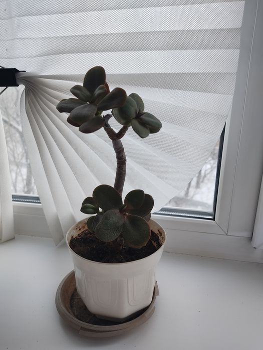 Продаю денежное Дерево