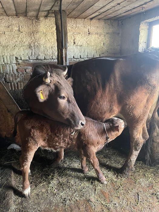 Vând vaca (junincă) cu vițel , vaca are 3 ani