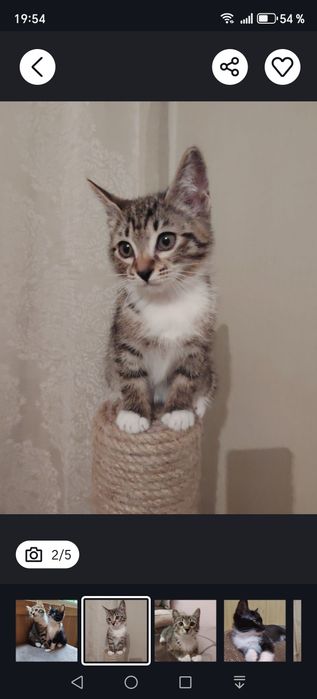 Котик ищет семью