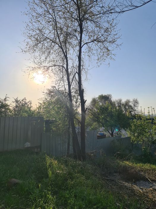 Отдам дрова/деревья даром