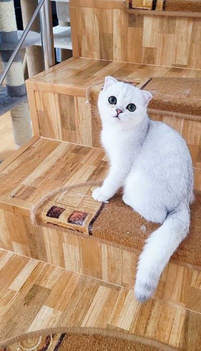 Baiat superb scottish fold cu pedigree