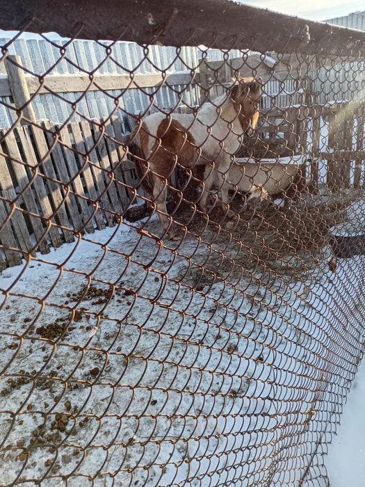 Жабагы сатылады ургашы.