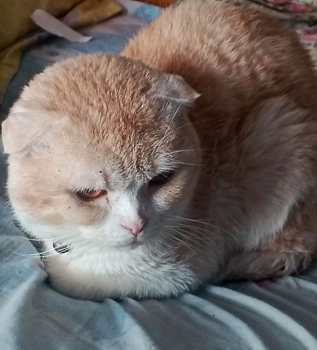 Спокойный и милый скотиш фолд в хорошие руки