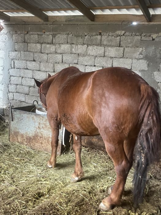 Бие сатылады бордақыда тур