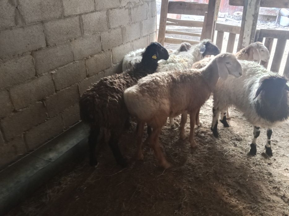 Продам баран и тохты