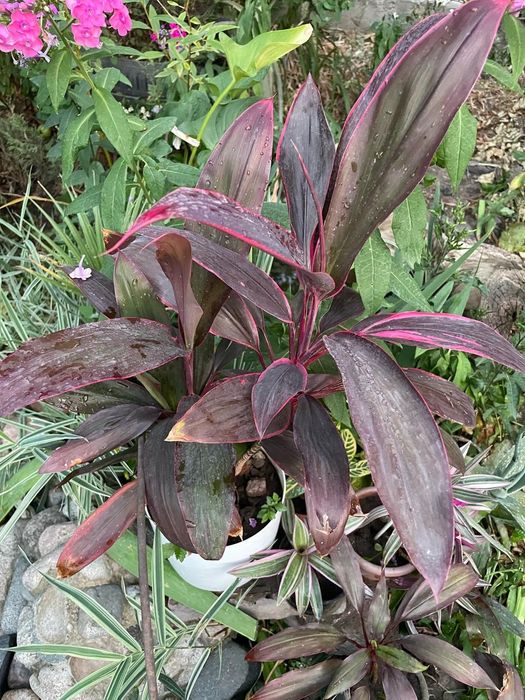 Продам комнатные цветы