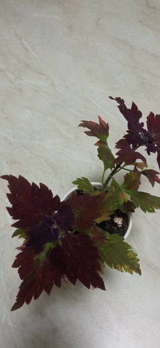 Продам домашние цветы