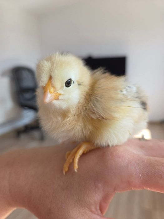 Pui de găină diverse rase,amestecate