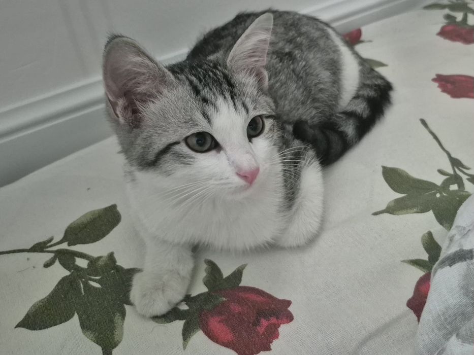 Продаётся котенок