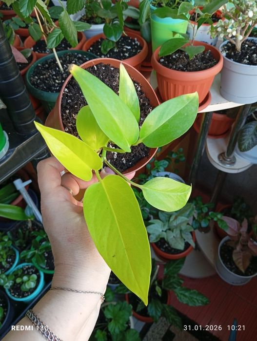 Продам растения цветы