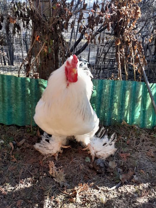 Vând cocoși BRATHMA