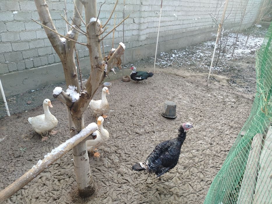 Продаются индюки гуси и утка