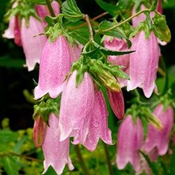 Продам цветы для сада