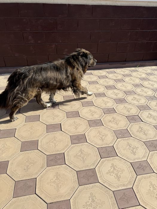 Породистая собака