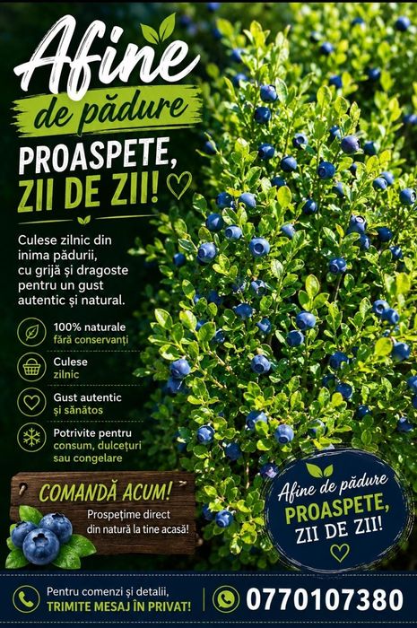 Vând afine de pădure culese zilnic