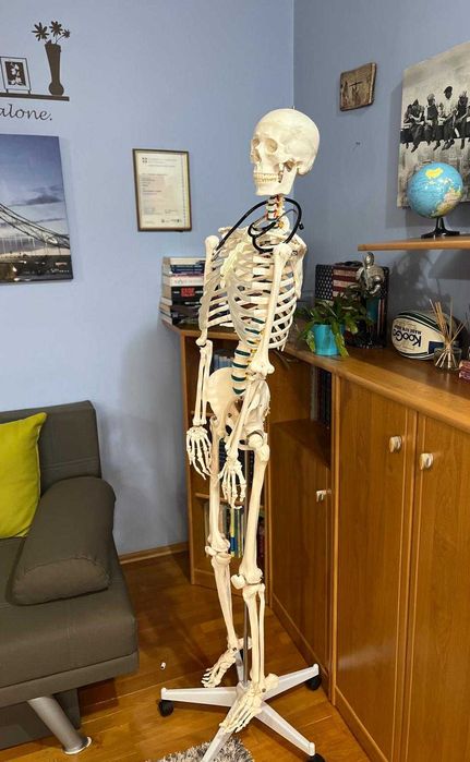 Schelet uman complet – Mărime naturală, 178 cm – Membre detaşabile