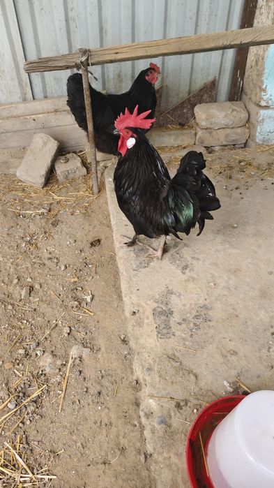 Jinsiy aloqada bolgan teleboshlovchilar