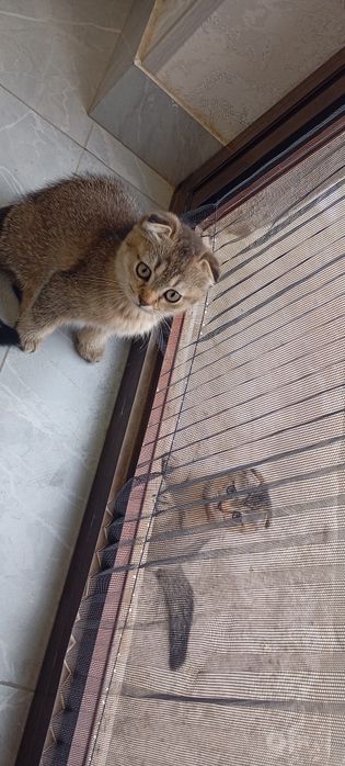 Мушукчалар сотилади
