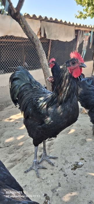 Cocoși australorp 2026 vaccinați.și inelați