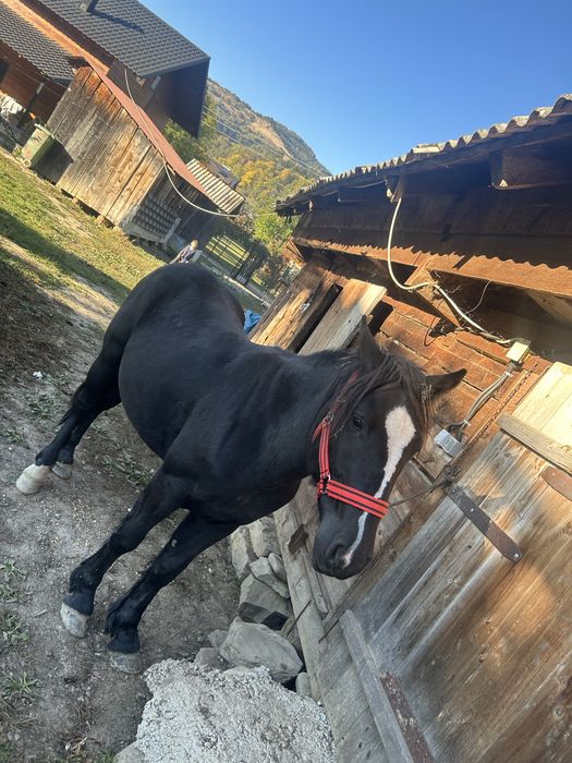 Vand 2 manji mai multe detali in pv