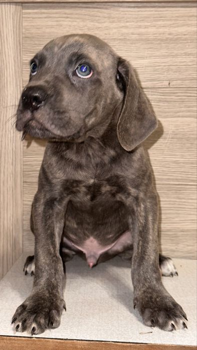 Щенок кане корсо