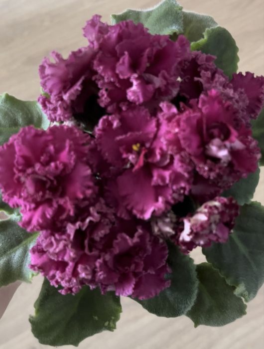 Фиалка ав-тайное желание