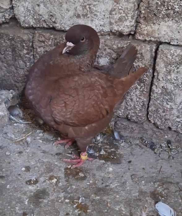 Vand o pereche de kingi si o pereche de jucători
